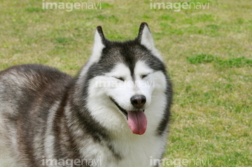 ハスキー犬 かわいい の画像素材 ペット 生き物の写真素材ならイメージナビ