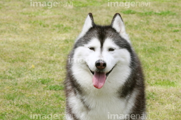 ハスキー犬 かわいい の画像素材 ペット 生き物の写真素材ならイメージナビ