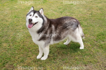 ハスキー犬 かわいい の画像素材 ペット 生き物の写真素材ならイメージナビ