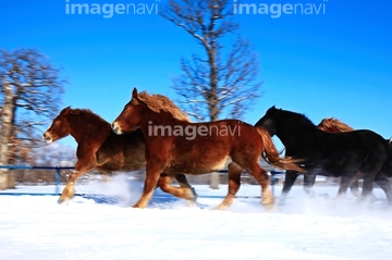 馬激走 の画像素材 家畜 生き物の写真素材ならイメージナビ