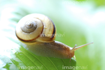 かたつむり 食べ物 全身 の画像素材 虫 昆虫 生き物の写真素材ならイメージナビ