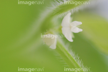 大豆 花 枝豆 の画像素材 花 植物 イラスト Cgの写真素材ならイメージナビ