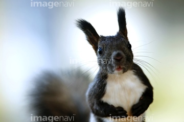 エゾリスの顔 の画像素材 陸の動物 生き物の写真素材ならイメージナビ