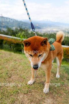 犬 草原 日本犬 子犬 小型犬 ロイヤリティフリー の画像素材 正月 行事 祝い事の写真素材ならイメージナビ