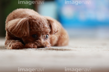 小型犬 の画像素材 ペット 生き物の写真素材ならイメージナビ