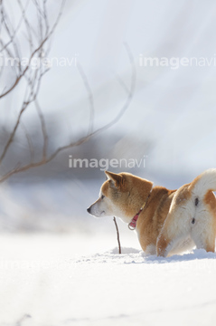 犬 小型犬 柴犬 後ろ向き の画像素材 正月 行事 祝い事の写真素材ならイメージナビ