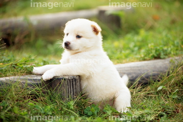 犬 草原 日本犬 子犬 白色 ロイヤリティフリー の画像素材 ペット 生き物の写真素材ならイメージナビ