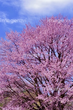 針山の天王桜 の画像素材 料理 食事 ライフスタイルの写真素材ならイメージナビ