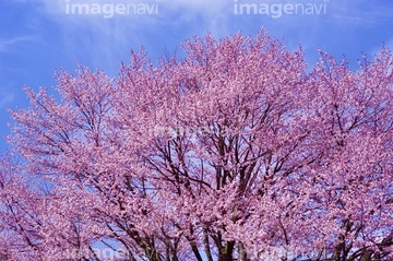 針山の天王桜 の画像素材 料理 食事 ライフスタイルの写真素材ならイメージナビ