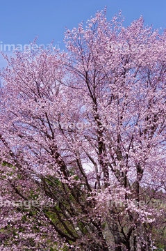 針山の天王桜 の画像素材 料理 食事 ライフスタイルの写真素材ならイメージナビ