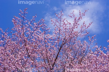 針山の天王桜 の画像素材 料理 食事 ライフスタイルの写真素材ならイメージナビ