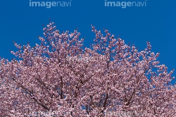 針山の天王桜 の画像素材 料理 食事 ライフスタイルの写真素材ならイメージナビ