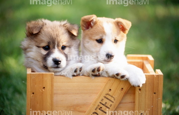 犬 草原 日本犬 子犬 ロイヤリティフリー の画像素材 ペット 生き物の写真素材ならイメージナビ