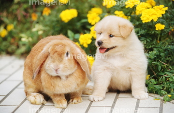 犬 草原 日本犬 子犬 白色 マリーゴールド ロイヤリティフリー の画像素材 ペット 生き物の写真素材ならイメージナビ