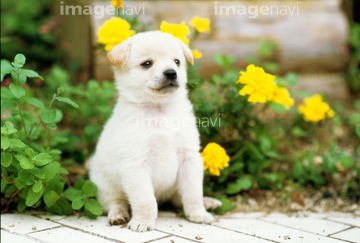 犬 草原 日本犬 子犬 春 ロイヤリティフリー の画像素材 正月 行事 祝い事の写真素材ならイメージナビ