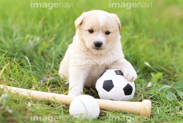 犬 草原 日本犬 子犬 白色 ボール ロイヤリティフリー の画像素材 ペット 生き物の写真素材ならイメージナビ