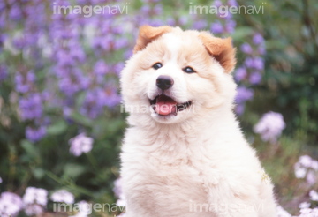 犬 草原 日本犬 子犬 日常的 ロイヤリティフリー の画像素材 ペット 生き物の写真素材ならイメージナビ