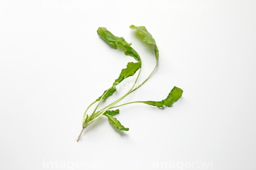 ナズナ の画像素材 その他植物 花 植物の写真素材ならイメージナビ