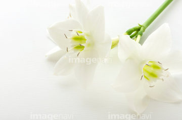 ユーチャリス の画像素材 誕生日 行事 祝い事の写真素材ならイメージナビ