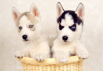 ハスキー犬 かわいい ふわふわ の画像素材 ペット 生き物の写真素材ならイメージナビ