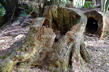 朽ちた木 の画像素材 その他植物 花 植物の写真素材ならイメージナビ 朽ちた木 の画像素材 その他植物 花 植物の写真素材ならイメージナビ