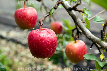 木になるりんご の画像素材 日本人 人物の写真素材ならイメージナビ