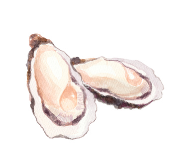 貝 イラスト 牡蠣 二枚貝 貝 魚介 の画像素材 生き物 イラスト Cgのイラスト素材ならイメージナビ