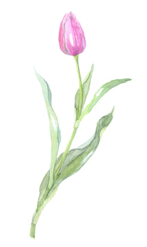 イラスト 手書き 花 チューリップ の画像素材 テーマ イラスト Cgのイラスト素材ならイメージナビ