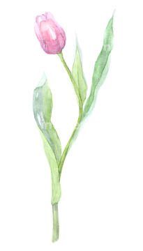 イラスト 手書き 花 チューリップ の画像素材 テーマ イラスト Cgのイラスト素材ならイメージナビ