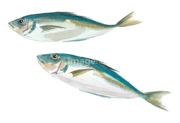 魚 イラスト 青魚 アジ アジの仲間 ロイヤリティフリー の画像素材 生き物 イラスト Cgのイラスト素材ならイメージナビ