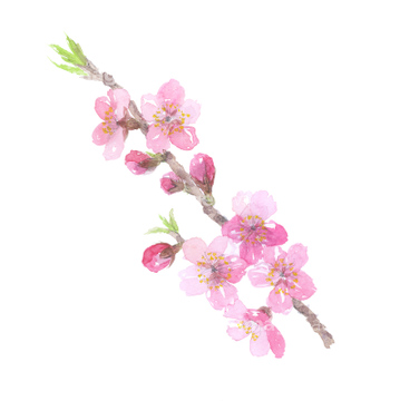 桃の花 イラスト の画像素材 花 植物 イラスト Cgのイラスト素材