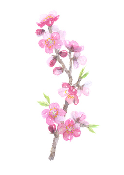 水彩画 春 秋 冬 花 桃の花 イラスト の画像素材 テーマ イラスト Cgのイラスト素材ならイメージナビ