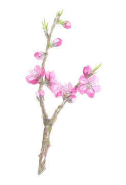 桃の花 イラスト の画像素材 イラスト Cgのイラスト素材ならイメージナビ