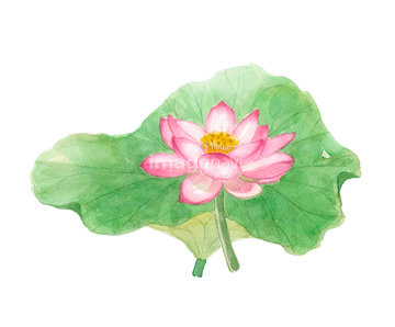 水彩 花 ハスの花 の画像素材 テーマ イラスト Cgの写真素材ならイメージナビ