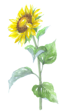 向日葵子 の画像素材 花 植物 イラスト Cgの写真素材ならイメージナビ