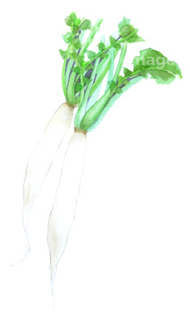 イラスト 野菜 京野菜 の画像素材 食べ物 飲み物 イラスト Cgのイラスト素材ならイメージナビ