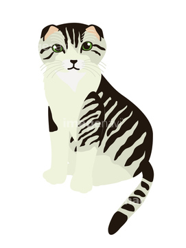 猫 イラスト スコティッシュフォールド ロイヤリティフリー の画像素材 生き物 イラスト Cgのイラスト素材ならイメージナビ