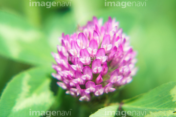 紫詰草 シロツメクサ の画像素材 花 植物の写真素材ならイメージナビ