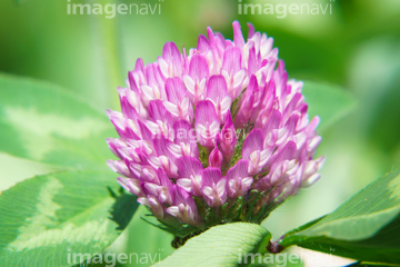 シロツメクサ 平ら 綺麗 の画像素材 花 植物 イラスト Cgの写真素材ならイメージナビ