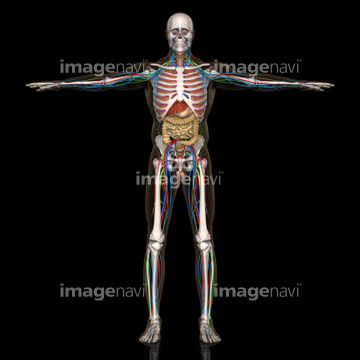 イラスト Cg 医療 医療向け身体パーツ の画像素材 イラスト素材ならイメージナビ
