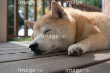 昼寝する犬 の画像素材 生き物 イラスト Cgの写真素材ならイメージナビ