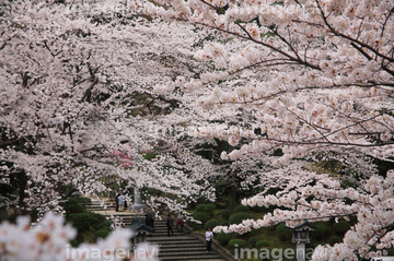 桜の弥彦神社 の画像素材 季節 形態別食べ物 食べ物の写真素材ならイメージナビ