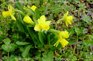 可愛い花 の画像素材 柄 模様 バックグラウンドの写真素材ならイメージナビ
