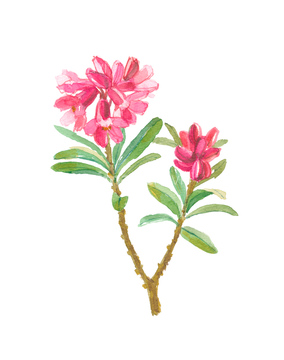 花 水彩 ツツジ の画像素材 テーマ イラスト Cgの写真素材ならイメージナビ