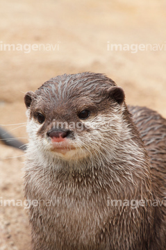 カワウソ の画像素材 生き物 イラスト Cgの写真素材ならイメージナビ