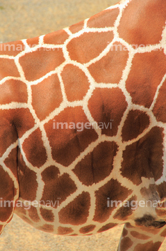 キリン模様 の画像素材 陸の動物 生き物の写真素材ならイメージナビ