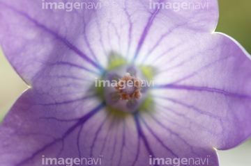 キキョウ キキョウの近縁 花 の画像素材 花 植物の写真素材ならイメージナビ