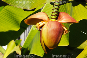 バナナの花 の画像素材 健康管理 ライフスタイルの写真素材ならイメージナビ