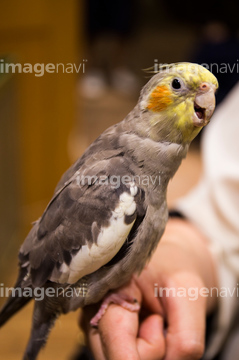 インコ かわいい オカメインコ の画像素材 鳥類 生き物の写真素材ならイメージナビ