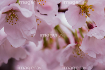 桜 アップ 桜の花びら 満開】（写真）の画像素材  花・植物の写真素材 